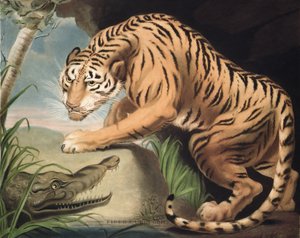 Tigris és krokodil, vésette Charles Turner (1773-1857), kocsma. James Daniell und Co., 1799 (mezzotinta metszet)